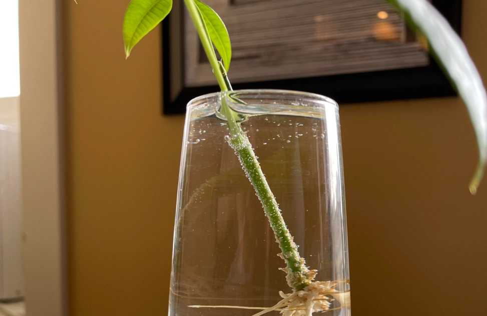 發財樹生根方法