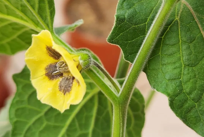 燈籠果種植 燈籠果種植