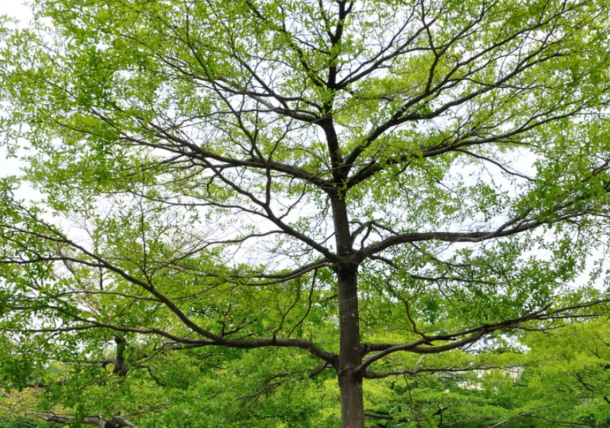 小葉欖仁過敏 小葉欖仁過敏