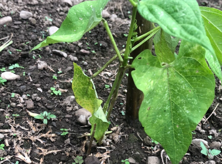 四季豆收成時間