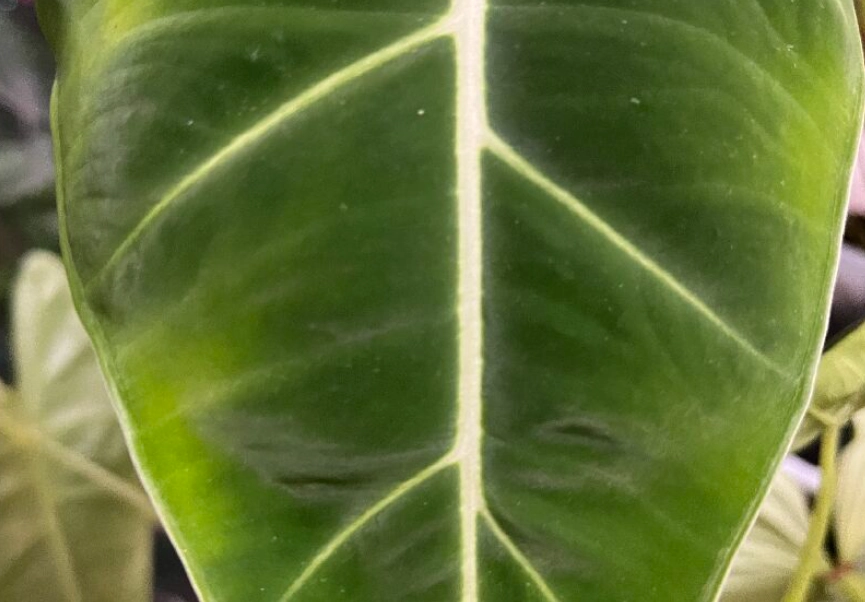 觀音蓮葉子變黃