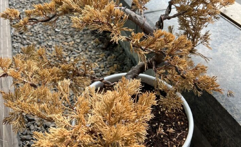 真柏黃葉如何救