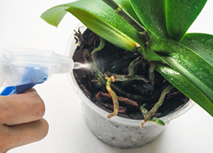 蘭花淋水 蘭花淋水