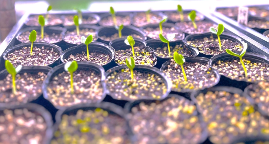 小黃瓜種植技巧