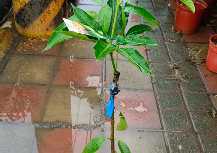 芒果嫁接苗 哪裡買