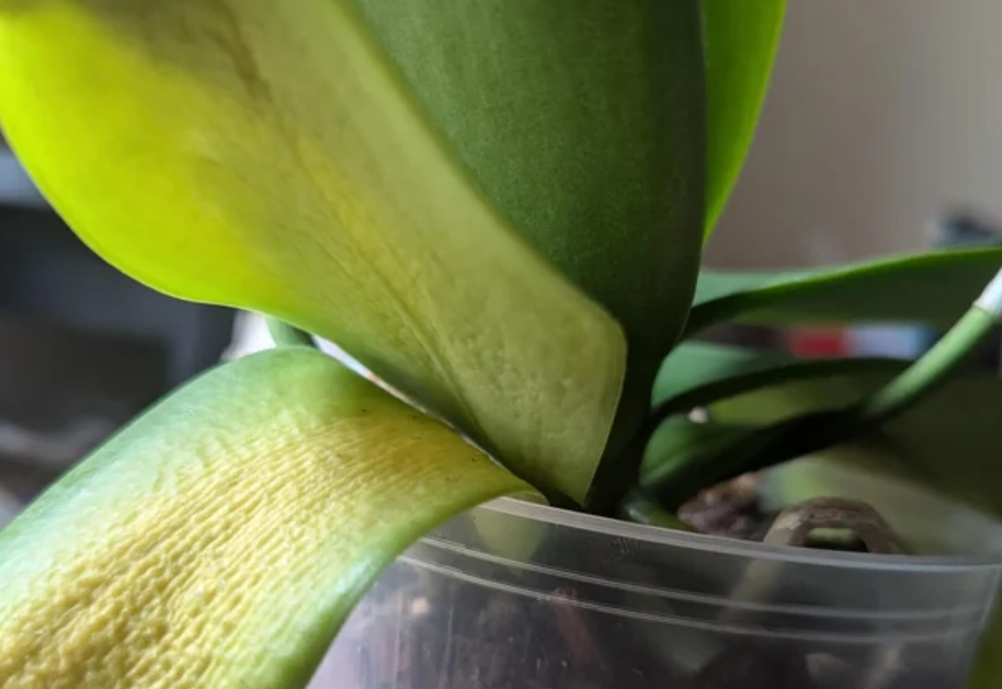 蘭花葉子變黃 蘭花葉子變黃