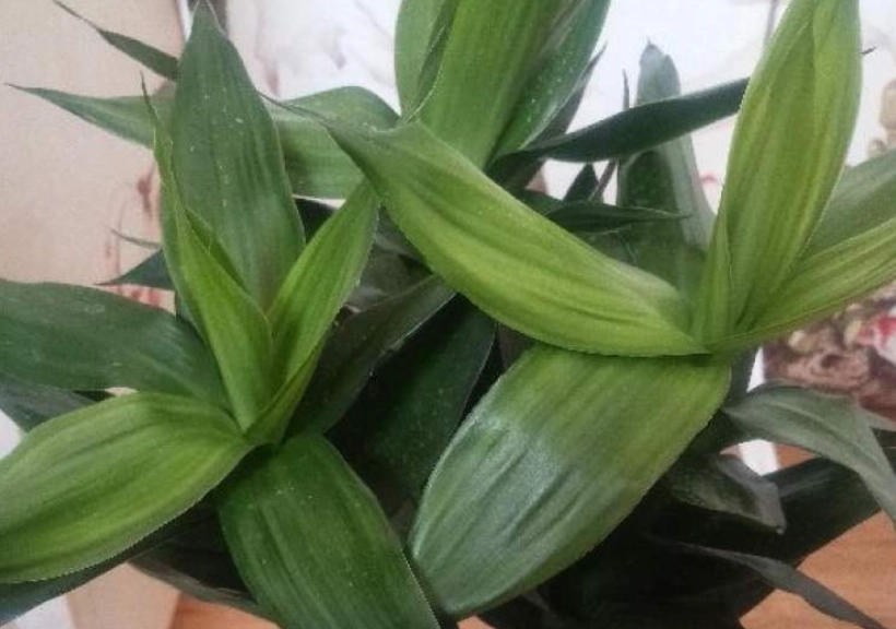 觀音竹變黃原因 觀音竹變黃原因