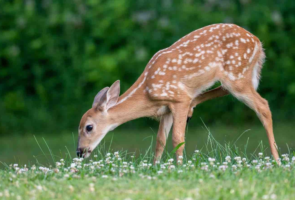 夢見梅花鹿 解夢 夢見梅花鹿 解夢