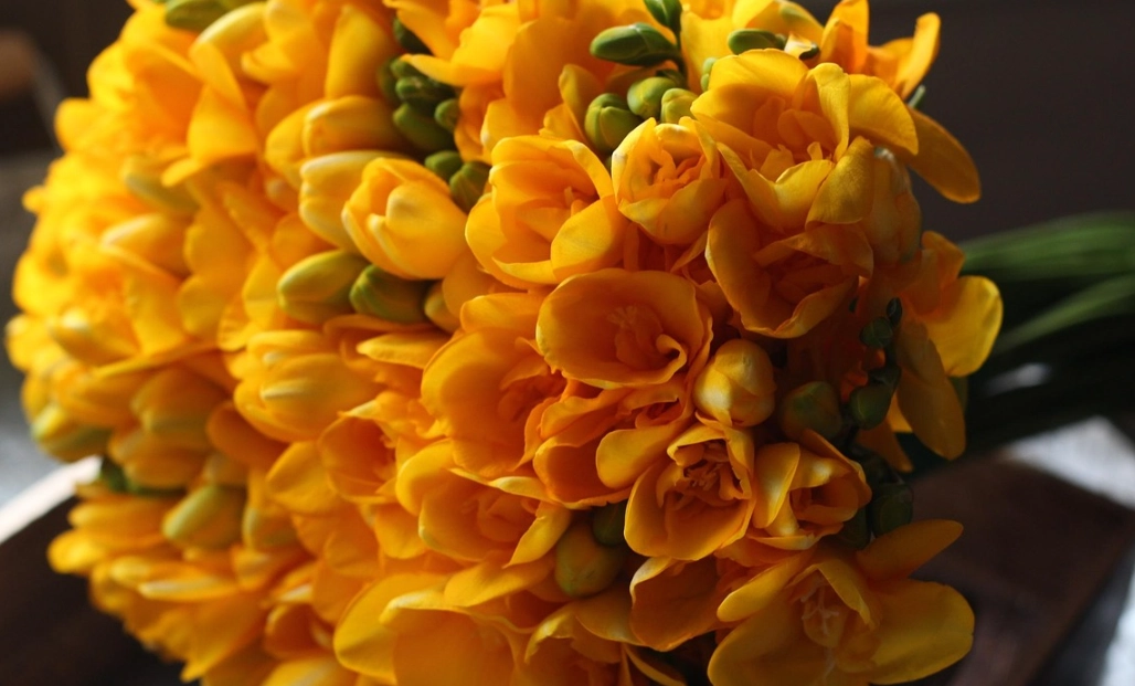 黃色小蒼蘭 花語