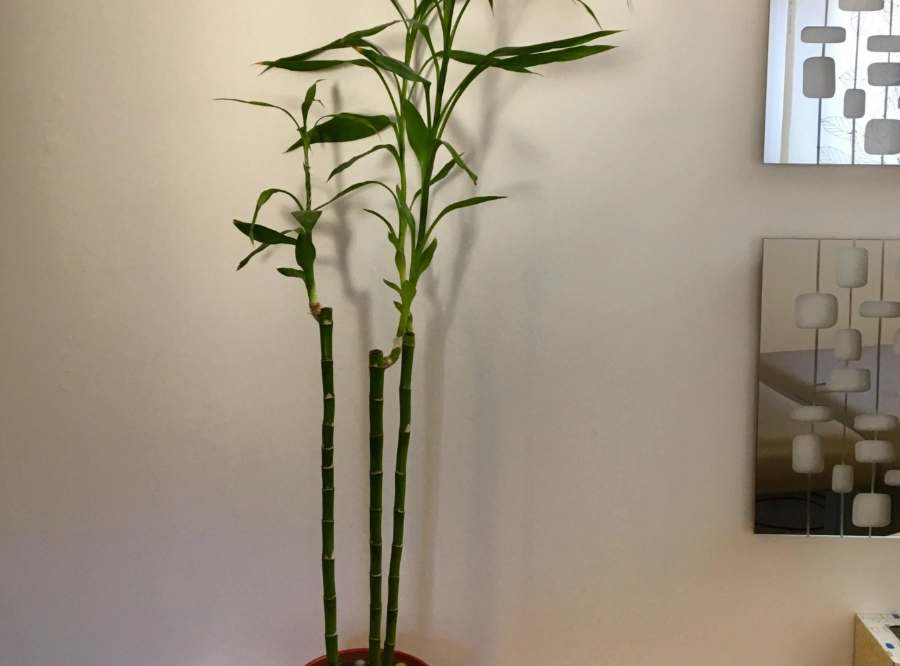 開運竹修剪方法 開運竹修剪方法