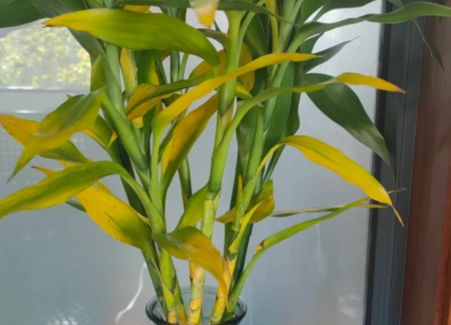 富貴竹葉子變黃處理 富貴竹葉子變黃處理