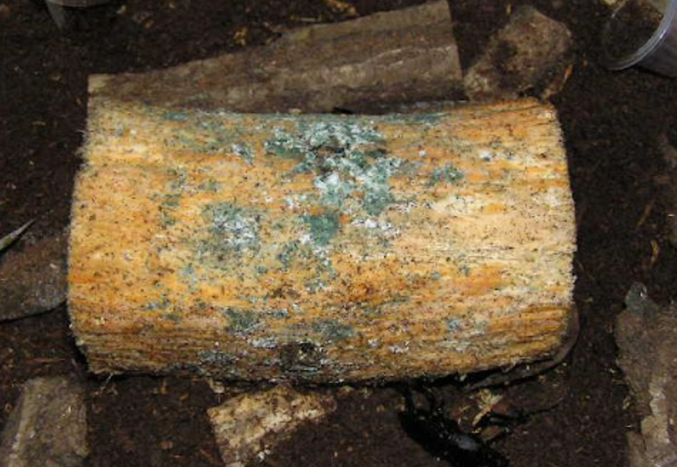 漂白水除霉方法 漂白水除霉方法