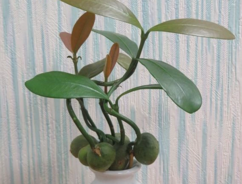 福木種植方法 福木種植方法