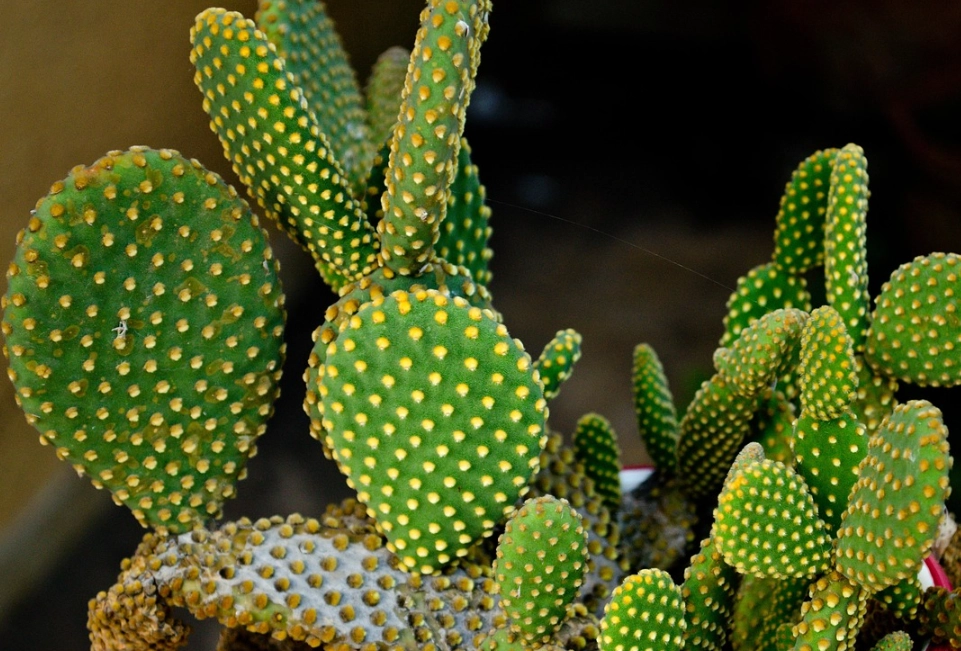 仙人掌 澆水 頻率