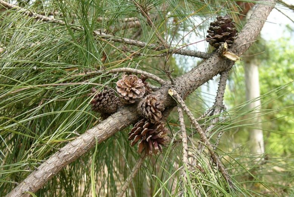 二葉松可以吃嗎