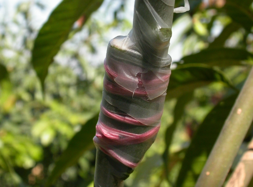 芒果嫁接苗 哪裡買