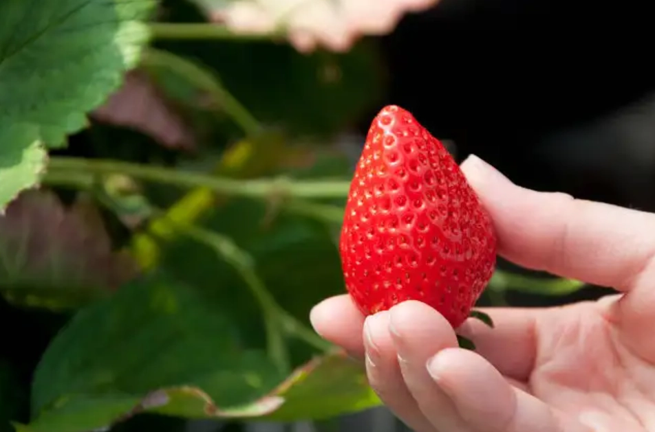大湖草莓季節時間