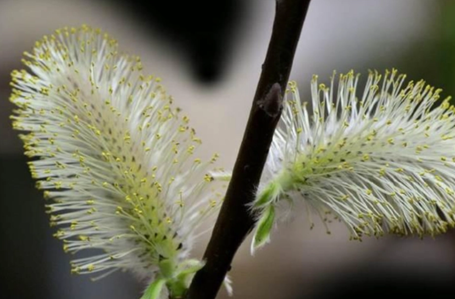 銀柳開花方法 銀柳開花方法