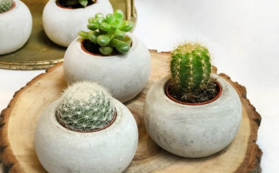 仙人掌 多久 澆水 一次