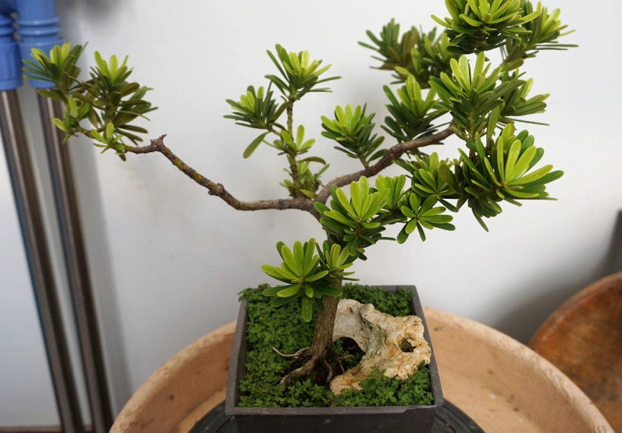 室內羅漢松養護 室內羅漢松養護