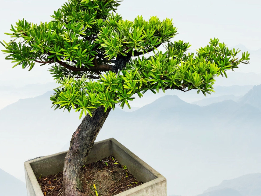 室內羅漢松養護 室內羅漢松養護