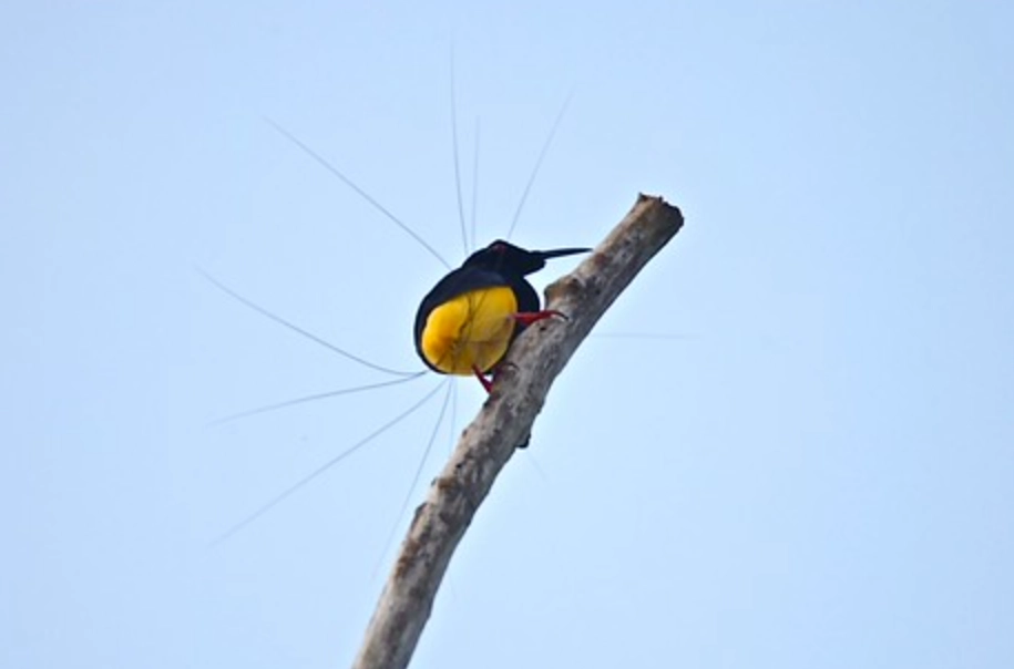 十二線天堂鳥 觀察