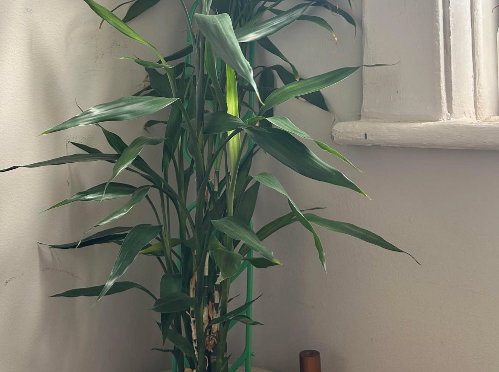 開運竹長太高處理 開運竹長太高處理