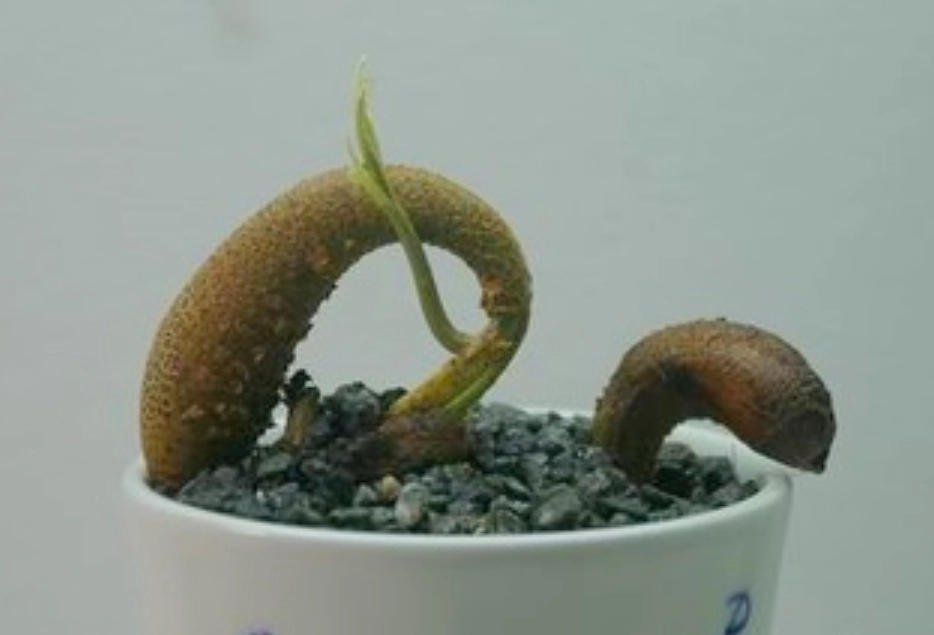 榴槤種子盆栽教學