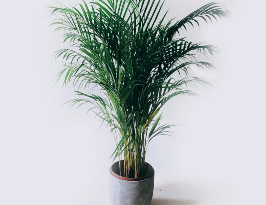 黃椰子病蟲害 黃椰子病蟲害