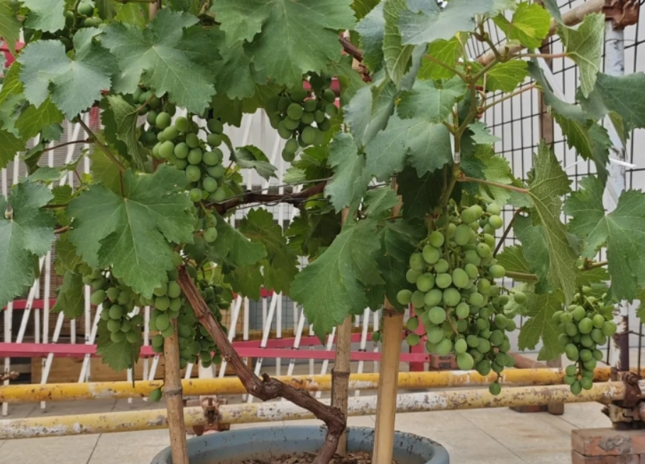 陽台種葡萄 陽台種葡萄