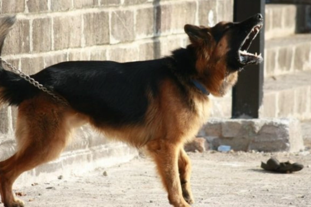 夢見狗叫周公解夢