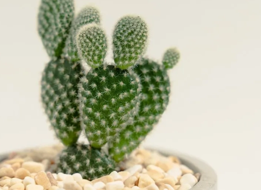 仙人掌 澆水 頻率