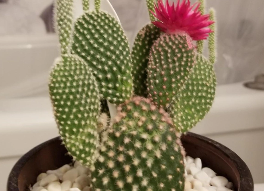 多肉植物 澆水 方法