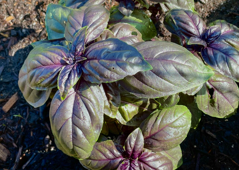 紫羅勒扦插繁殖