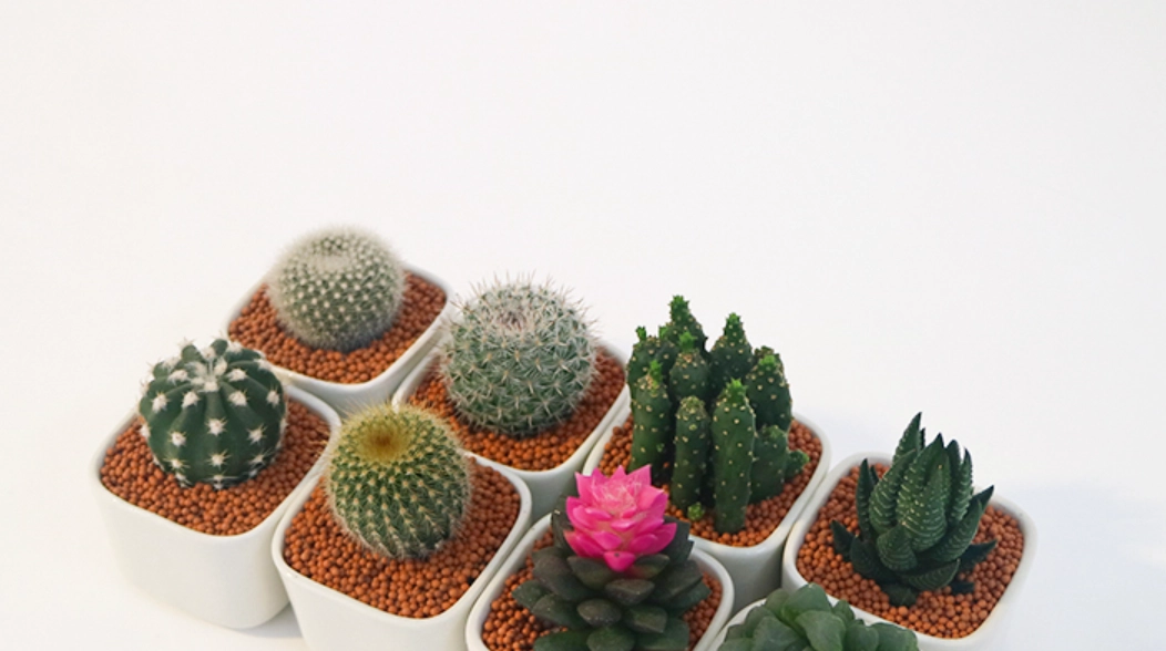 仙人掌 多久 澆水 一次