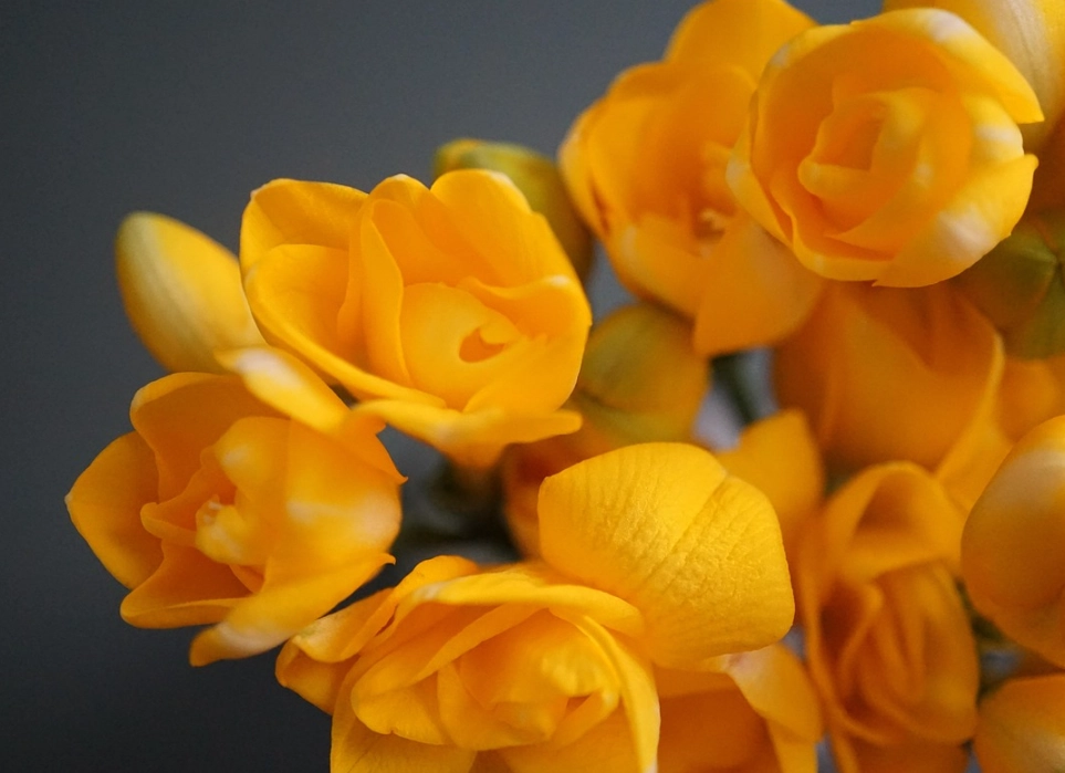 小蒼蘭 黃色 花語