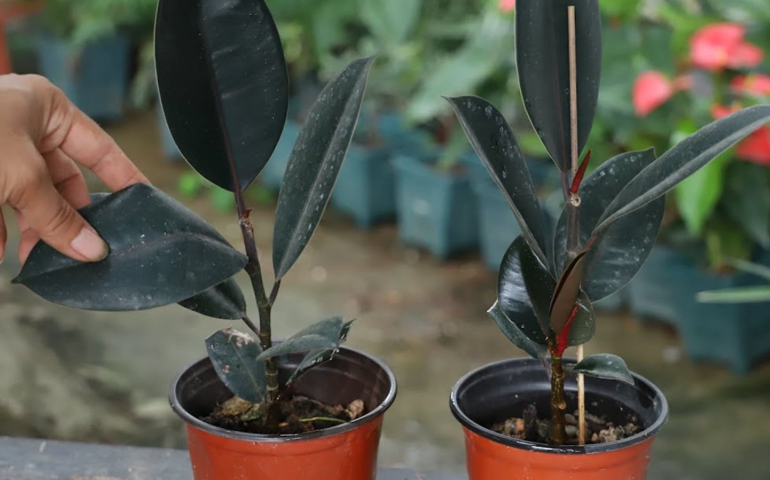 橡皮樹修剪方法