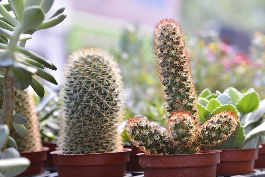 仙人掌曬太陽注意事項