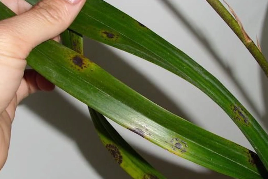 蘭花葉斑病治療