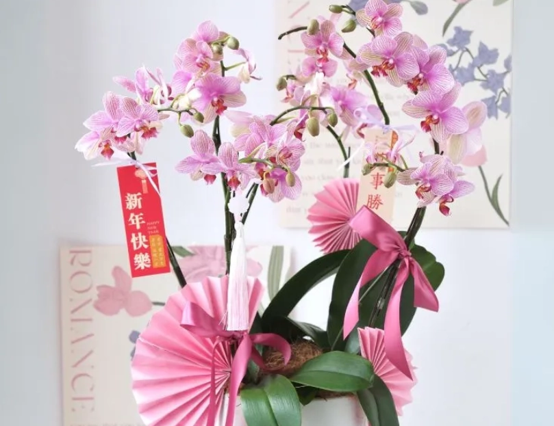 蝴蝶蘭擺設技巧