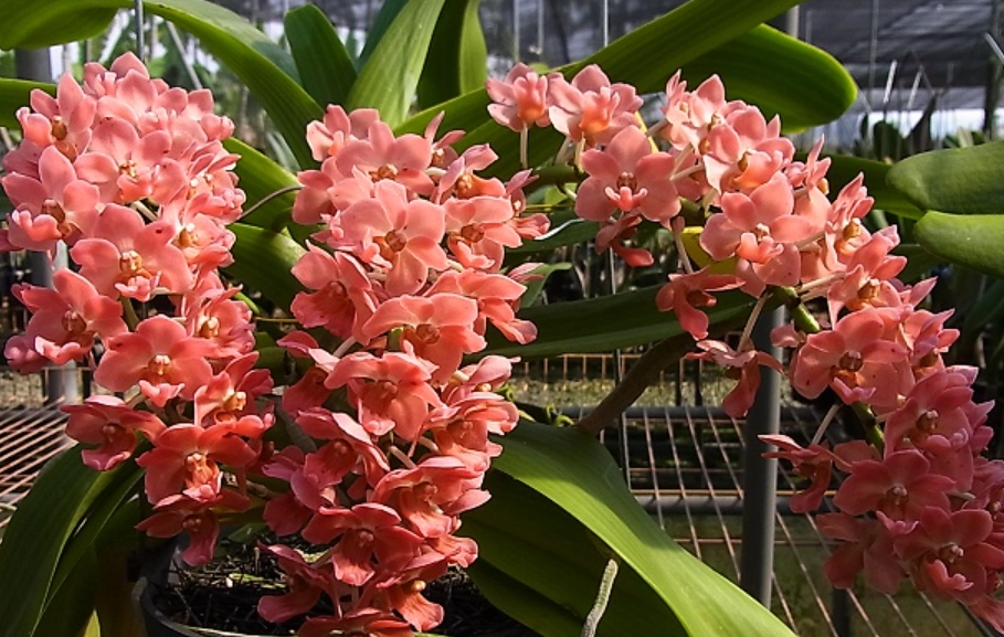 狐狸尾蘭 怎麼養