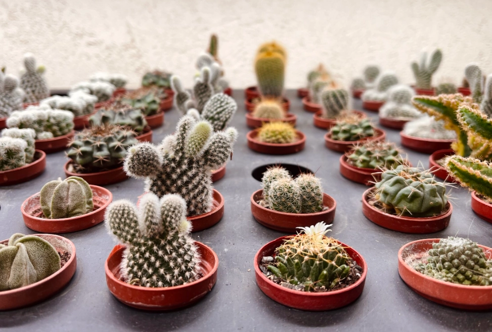 仙人掌 澆水 頻率