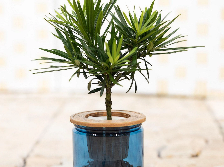 羅漢松盆栽 羅漢松盆栽