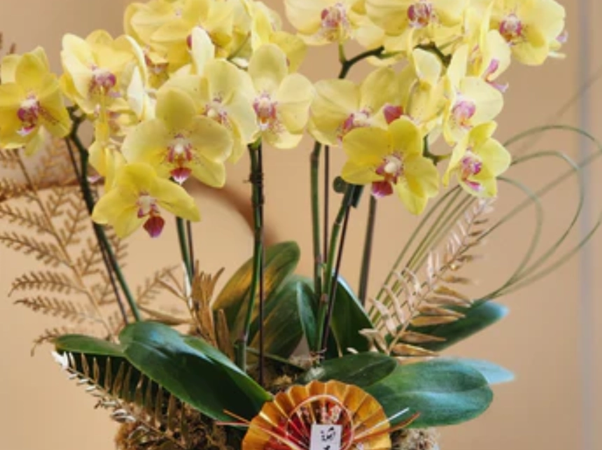 蝴蝶蘭風水擺放