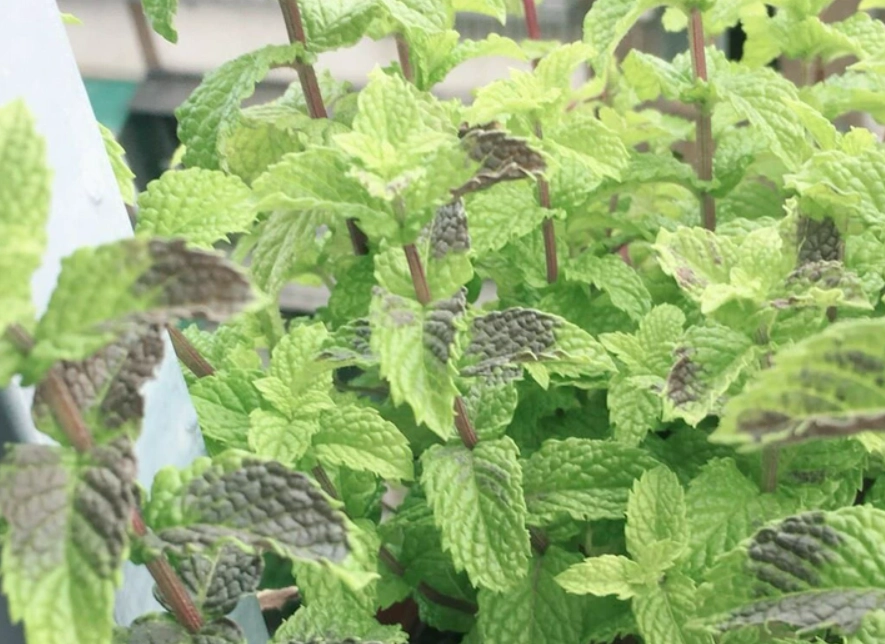 薄荷種植常見問題