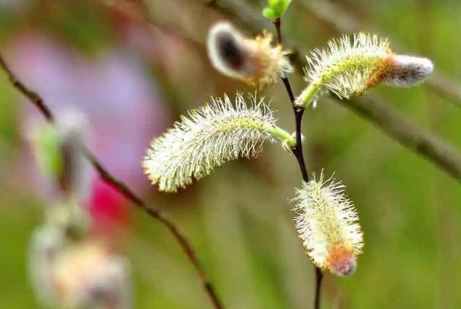 銀柳開花時間 銀柳開花時間