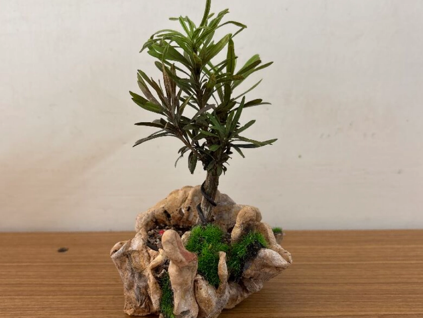 羅漢松盆栽 羅漢松盆栽