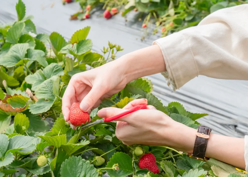 草莓一日遊 草莓一日遊