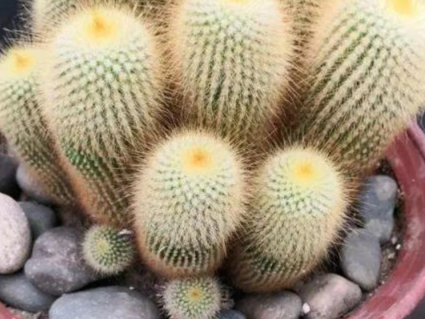 仙人掌曬太陽注意事項