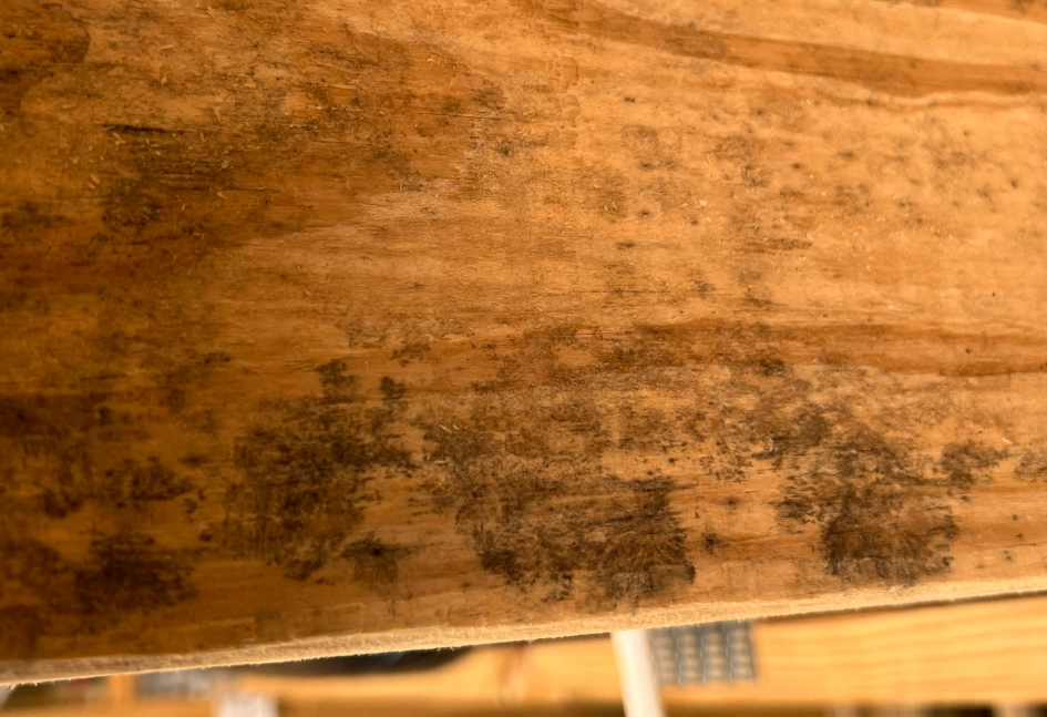 木材發霉處理 木材發霉處理